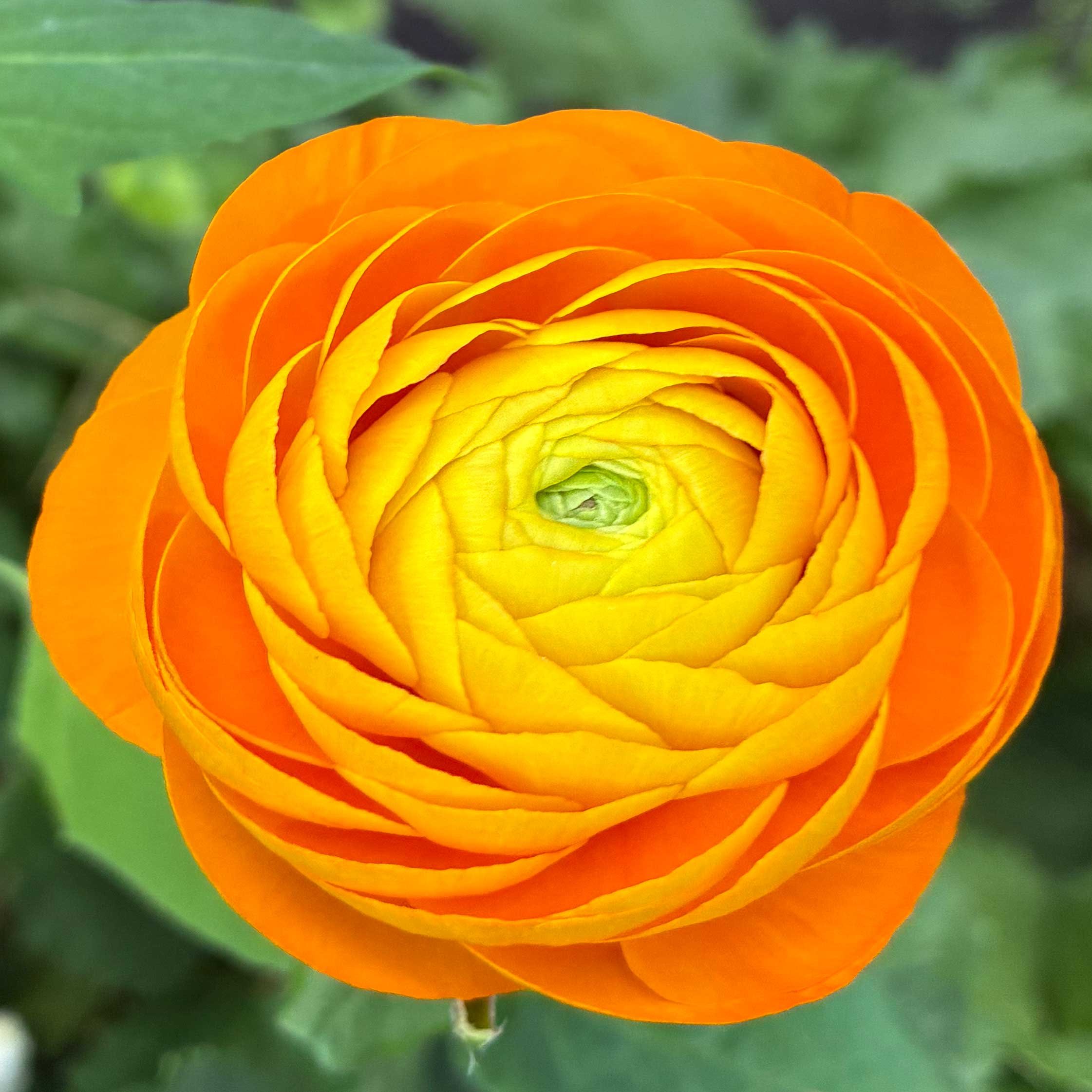 Ranunculus Asiaticus