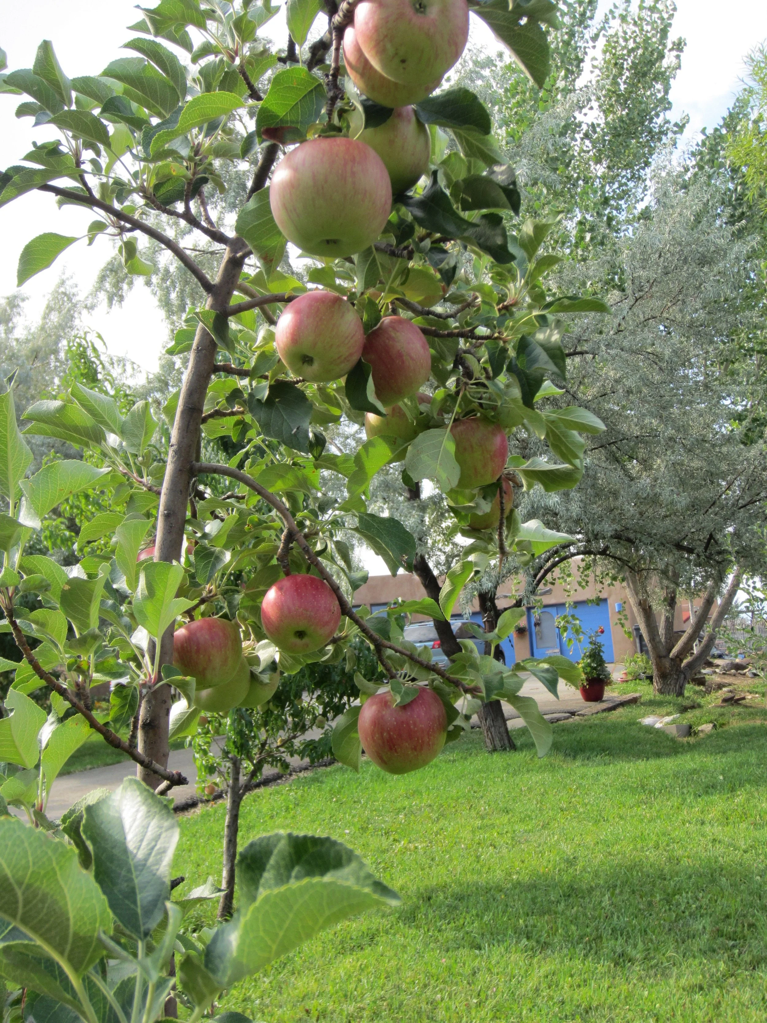 apples on the tree