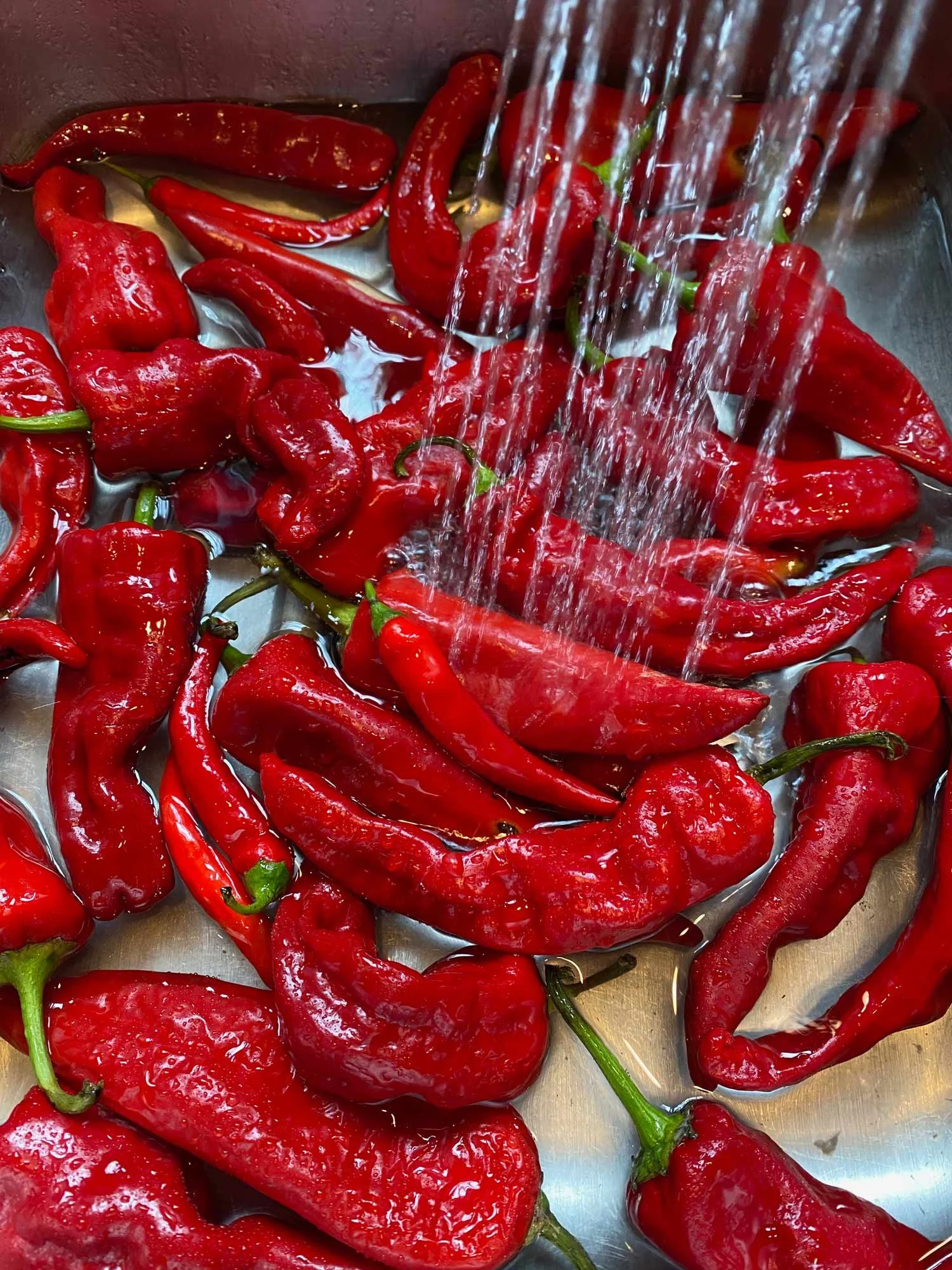 Red Chiles