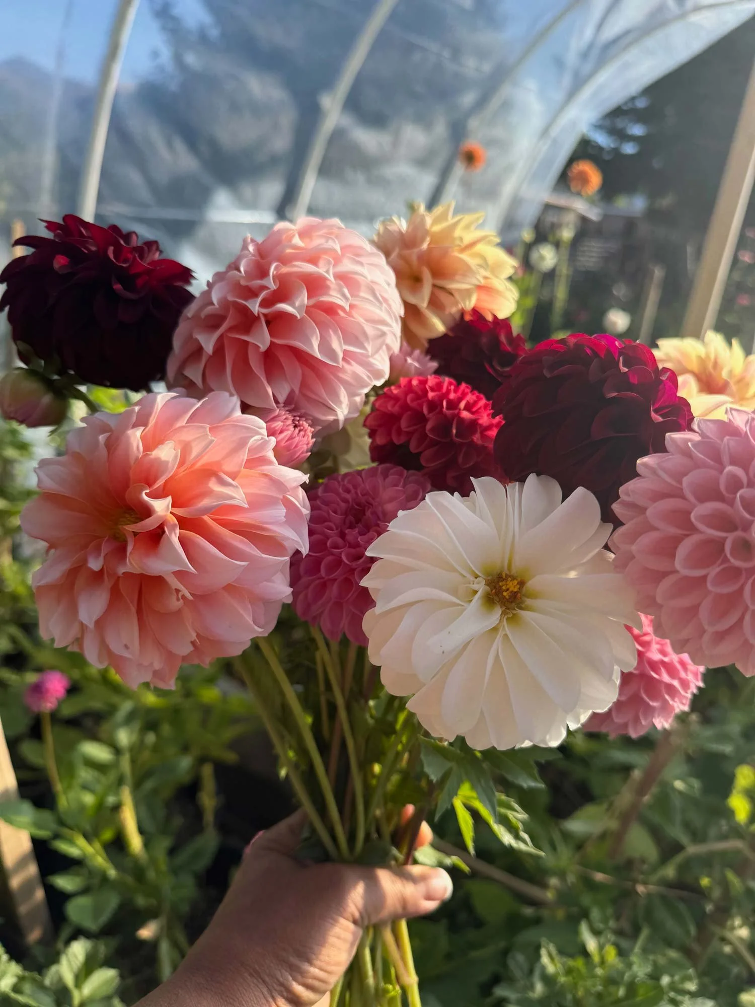 Dahlias