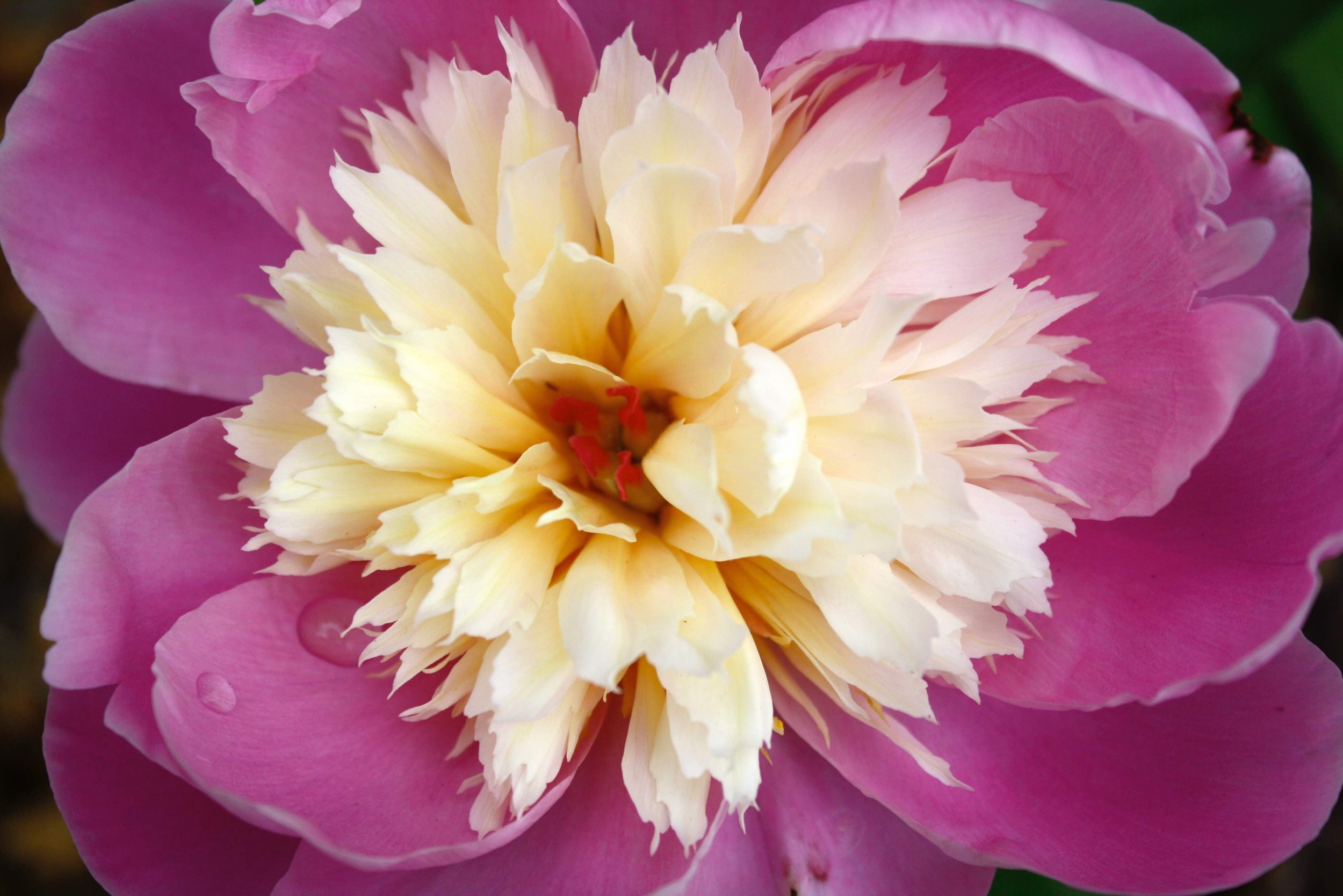 Peony Sorbet