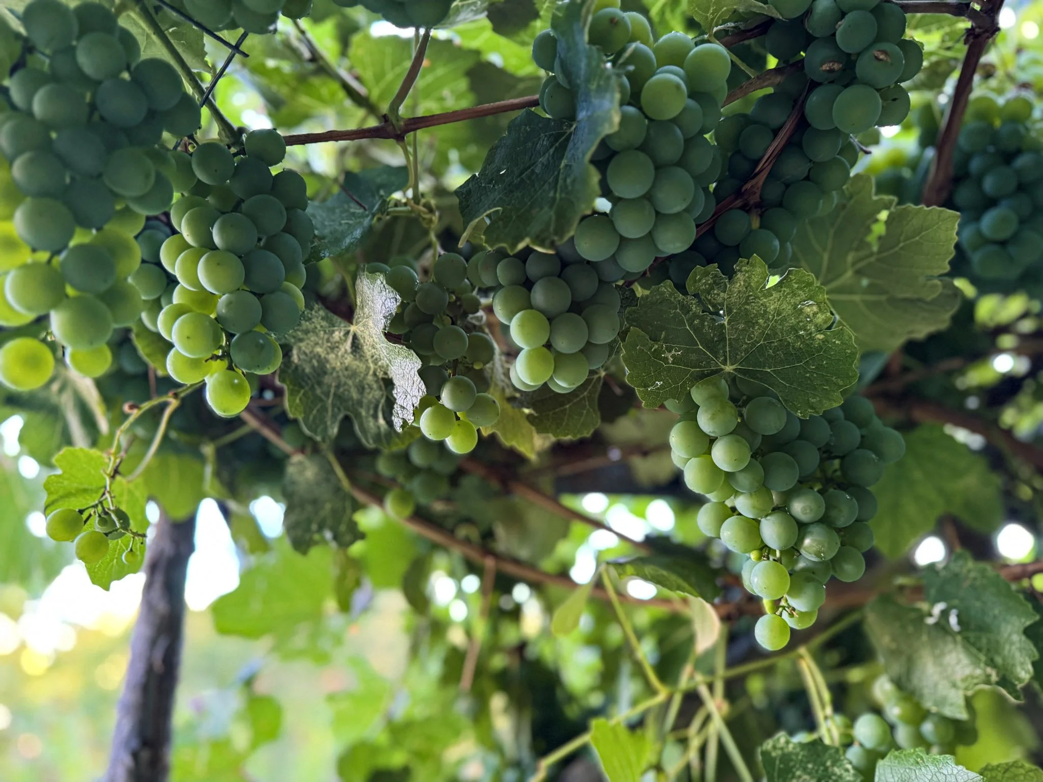Grapes