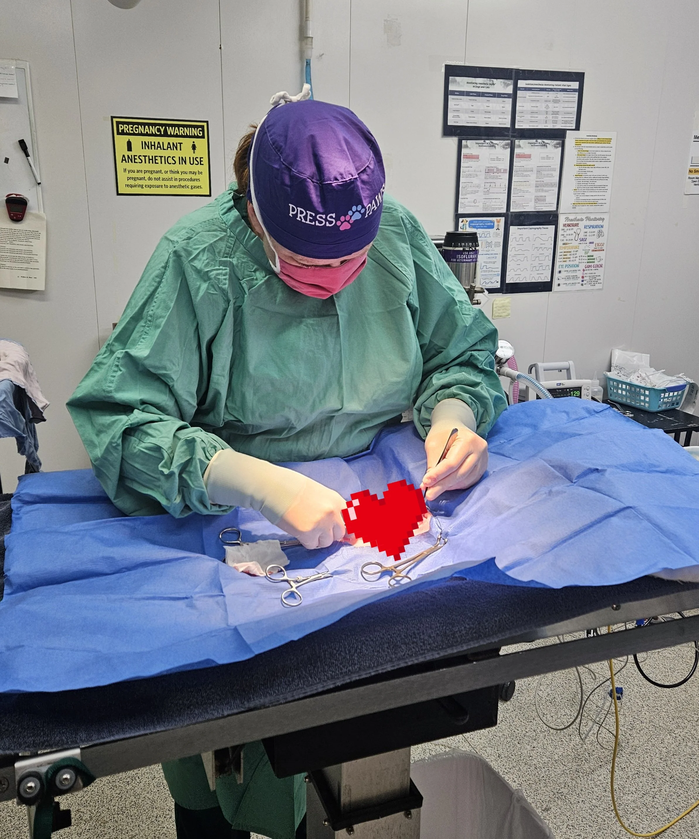 A medical professional in green scrubs, purple cap with 'PRESS PAW' logo, and pink face mask, is performing surgery on a patient in an operating room. The patient is covered with a blue surgical drape, and various surgical instruments are placed on the drape. Medical equipment and informational charts are visible on the wall behind them.