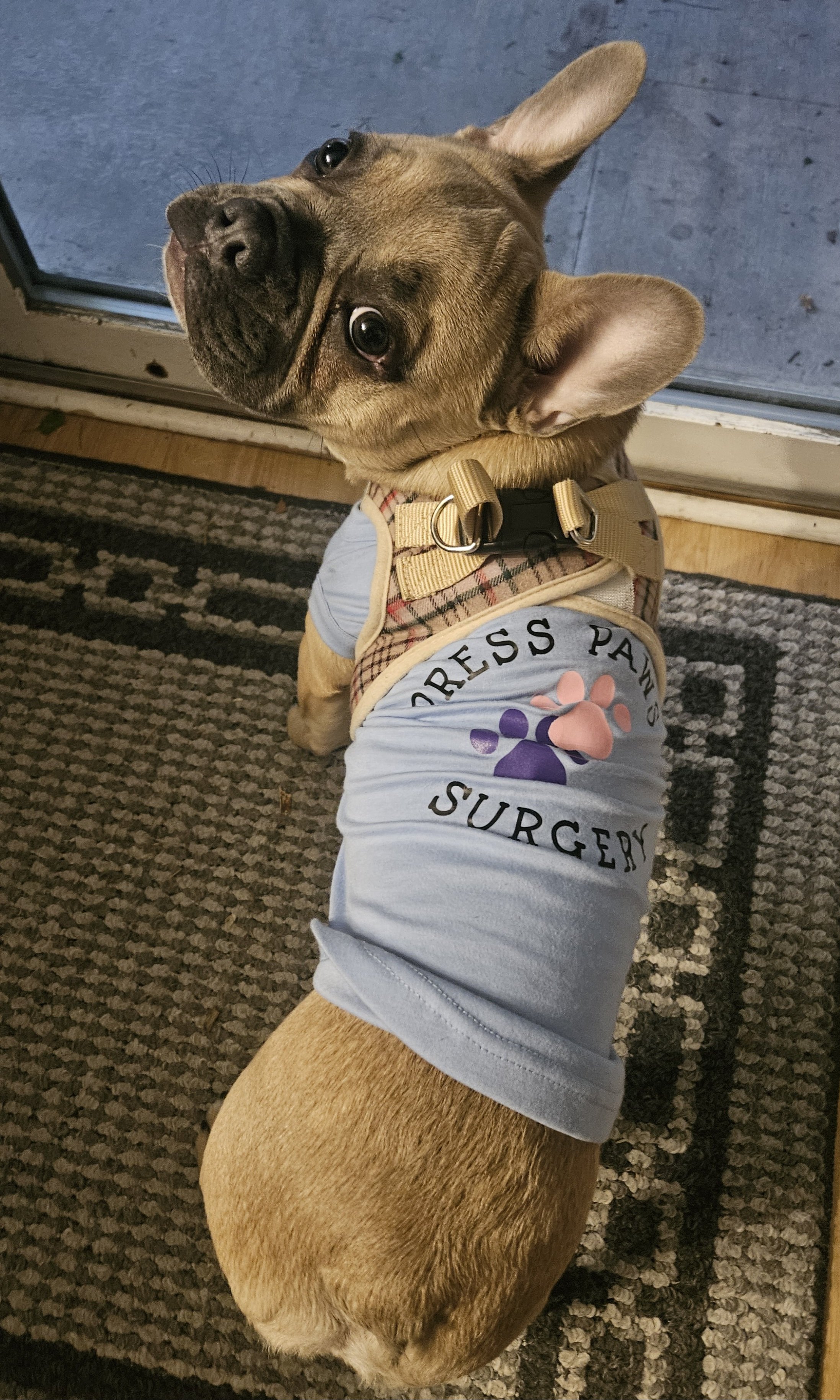 A brown dog with a black nose and large ears sits on a patterned rug near a glass door, wearing a light blue shirt and a tan dog harness that says 'DRESS PUP SURGERY' with paw print designs.