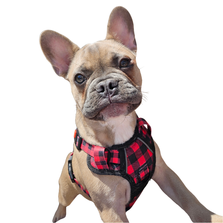 A French Bulldog puppy wearing a red and black checkered harness.