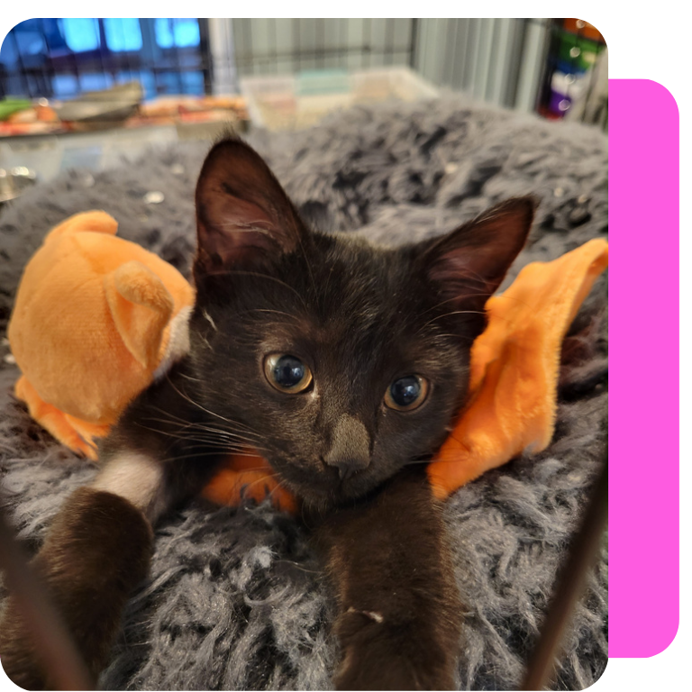A black kitten lying on a fluffy gray blanket with orange plush toy wings, in a cage or enclosure.