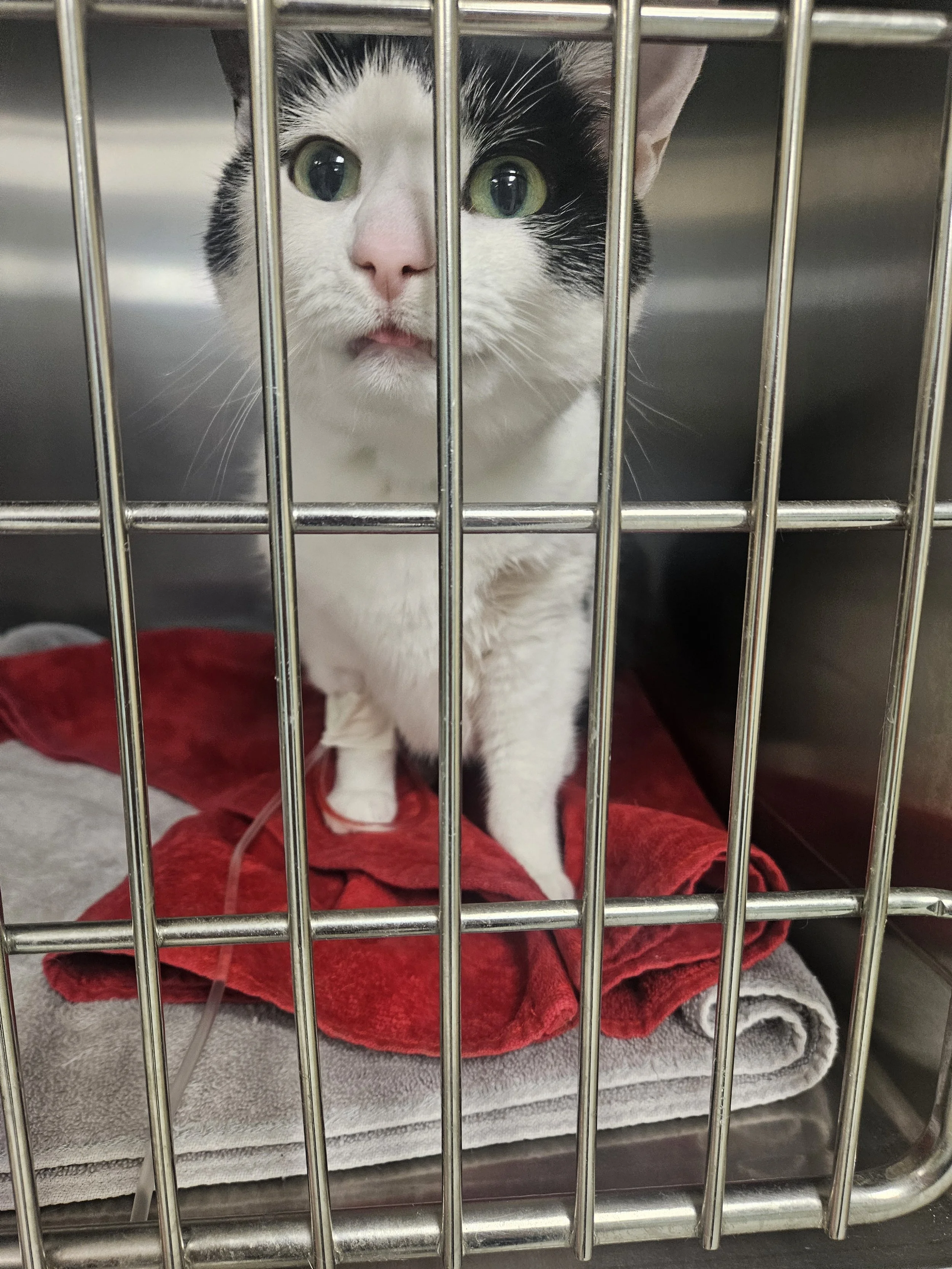 A black and white cat with green eyes inside a metal cage, sitting on a red towel.