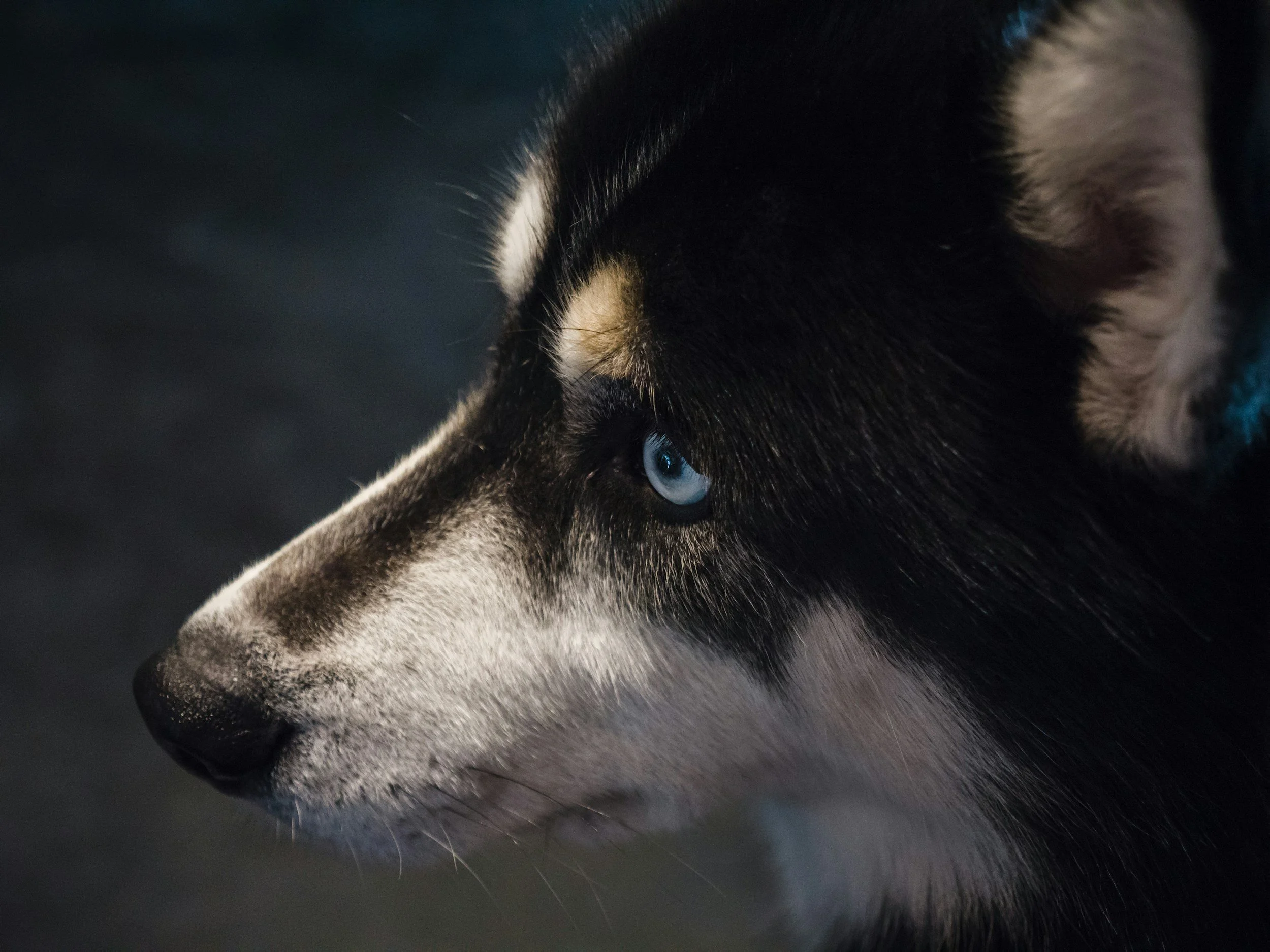 Primer plano de la cara de un perro, probablemente un husky, con ojos azules y pelaje gris, negro y blanco, contra un fondo oscuro.