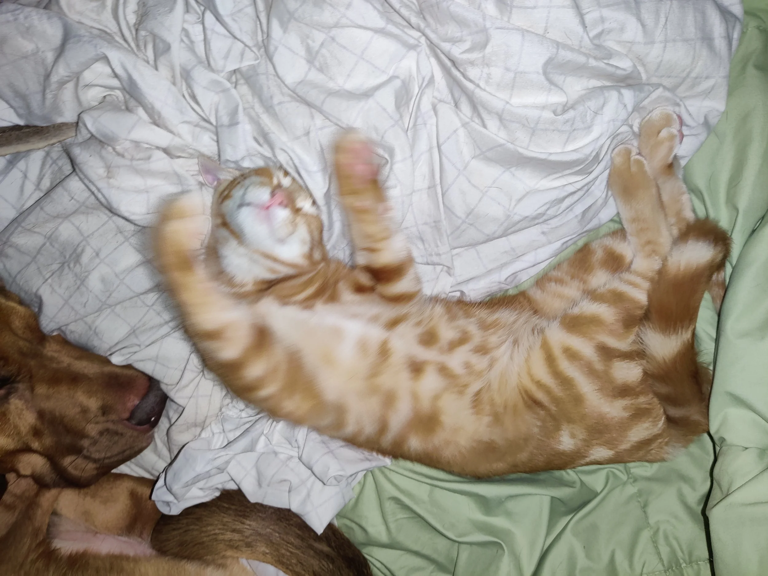 IMG_20200830_221709.jpg