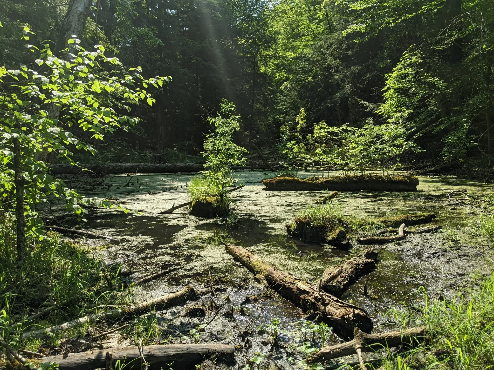 Photo of greenery, trees and a body of water at Eldered King Woodlands in Whitchurch-Stoufville