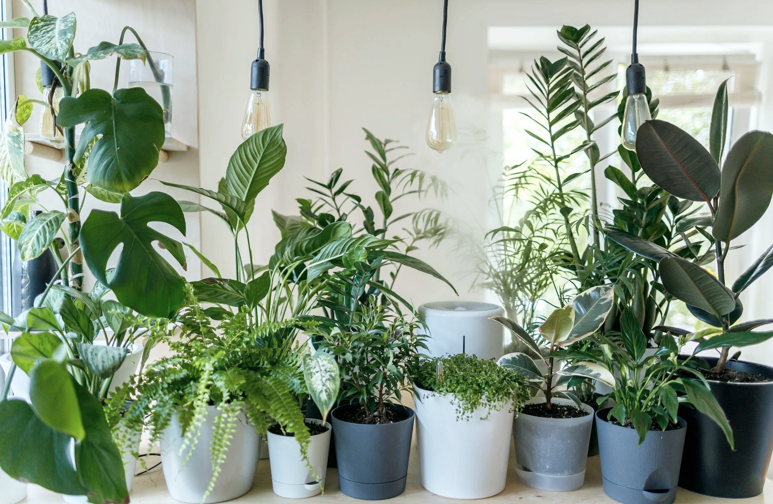 Indoor collection of various potted houseplants on a windowsill, with hanging light bulbs above.