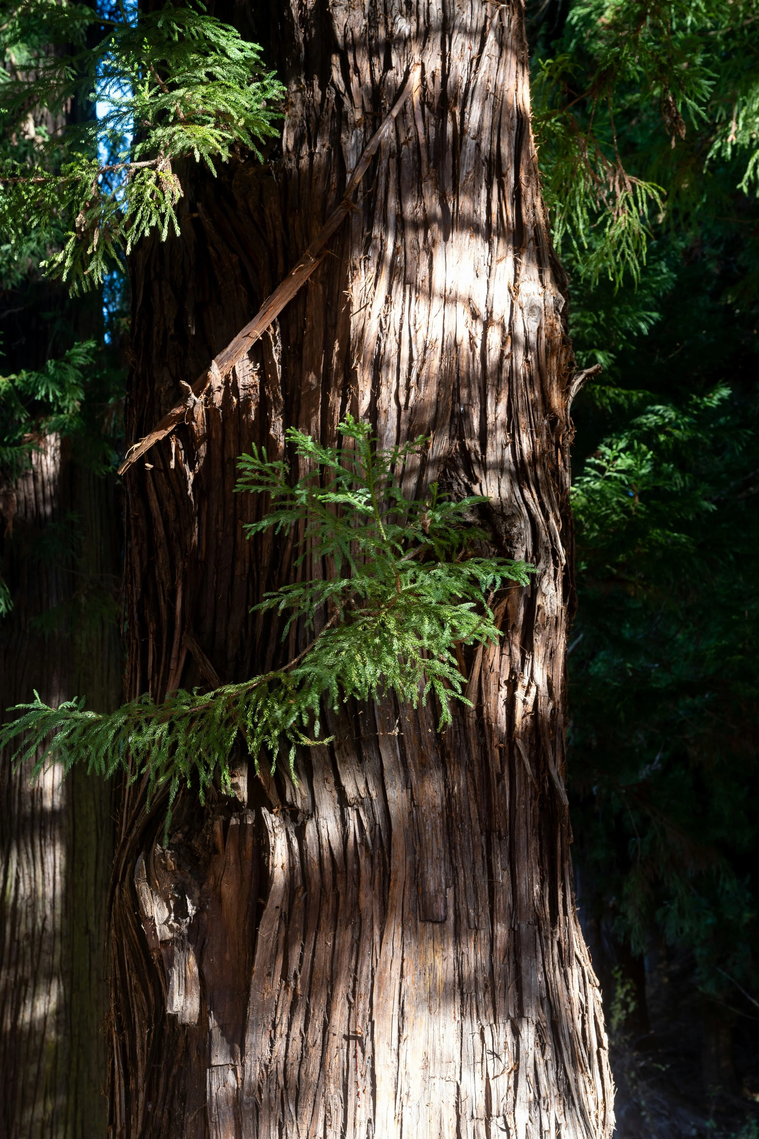Close-up of an aged tree trunk with textured, weathered bark, surrounded by vibrant green foliage and dappled sunlight.