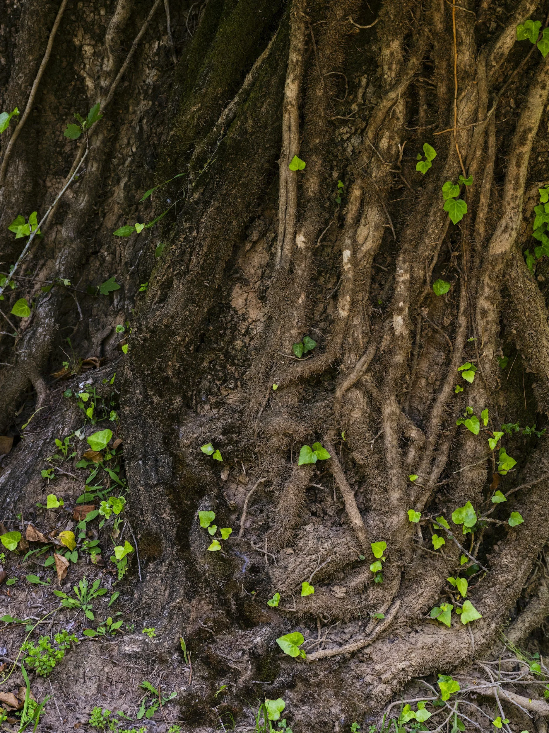 Close-up of a tree trunk with exposed roots, small green ivy leaves growing on the roots and surrounding soil.