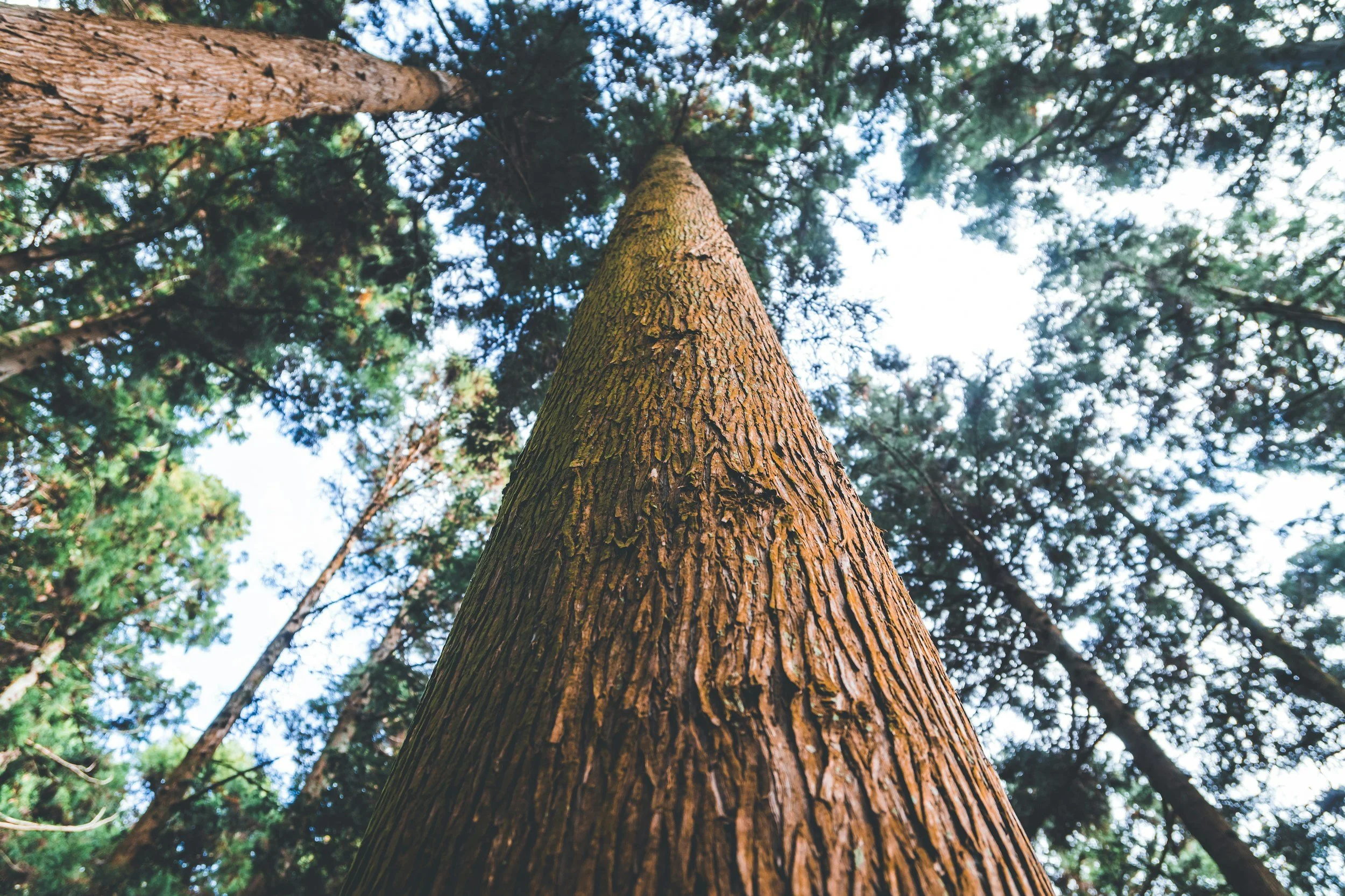 Upward view of a tall pine tree trunk with textured bark, surrounded by other trees and a sky with scattered clouds.