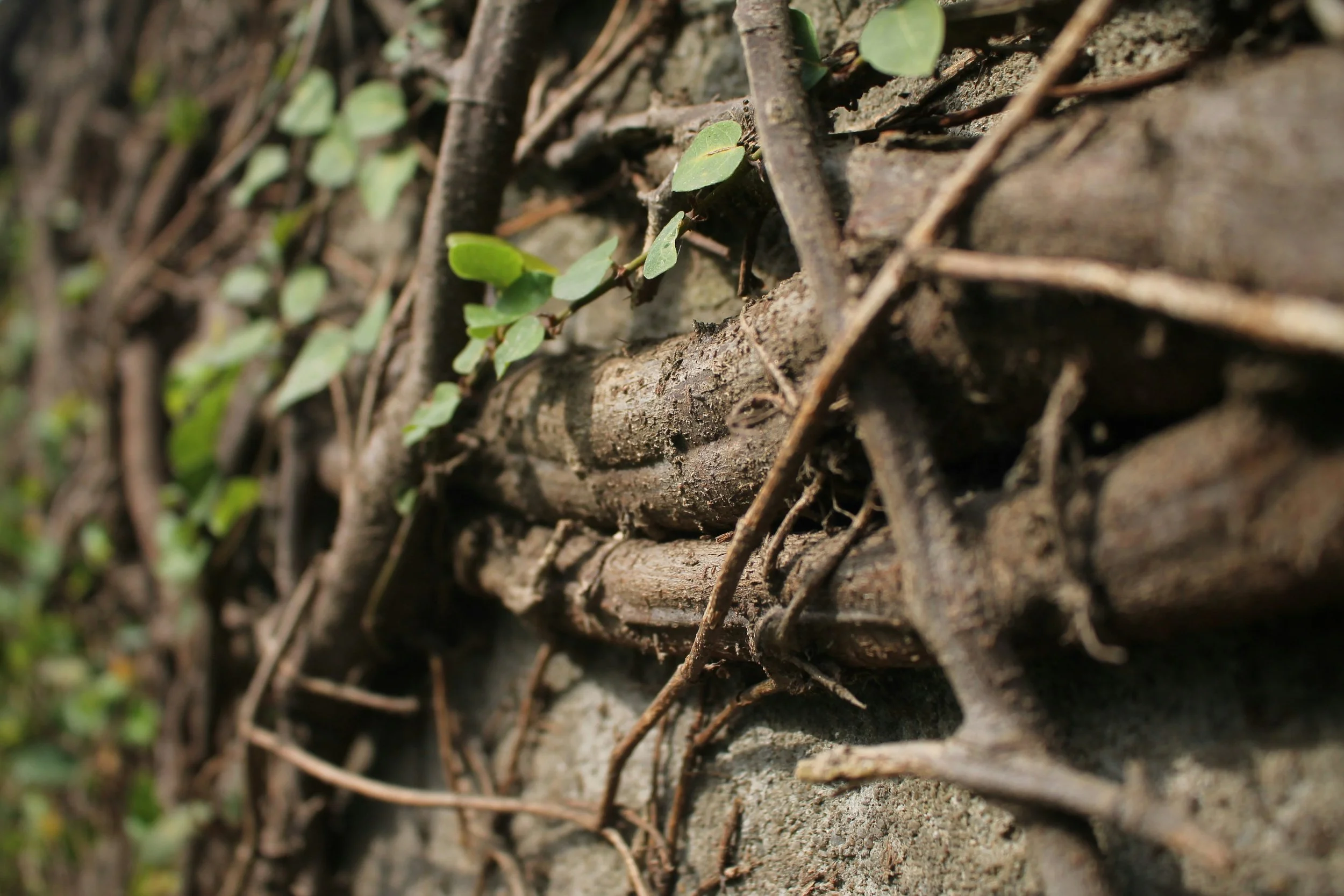 Close-up of a weathered fence made of wooden slats and metal wires, with green leaves growing through and around it.
