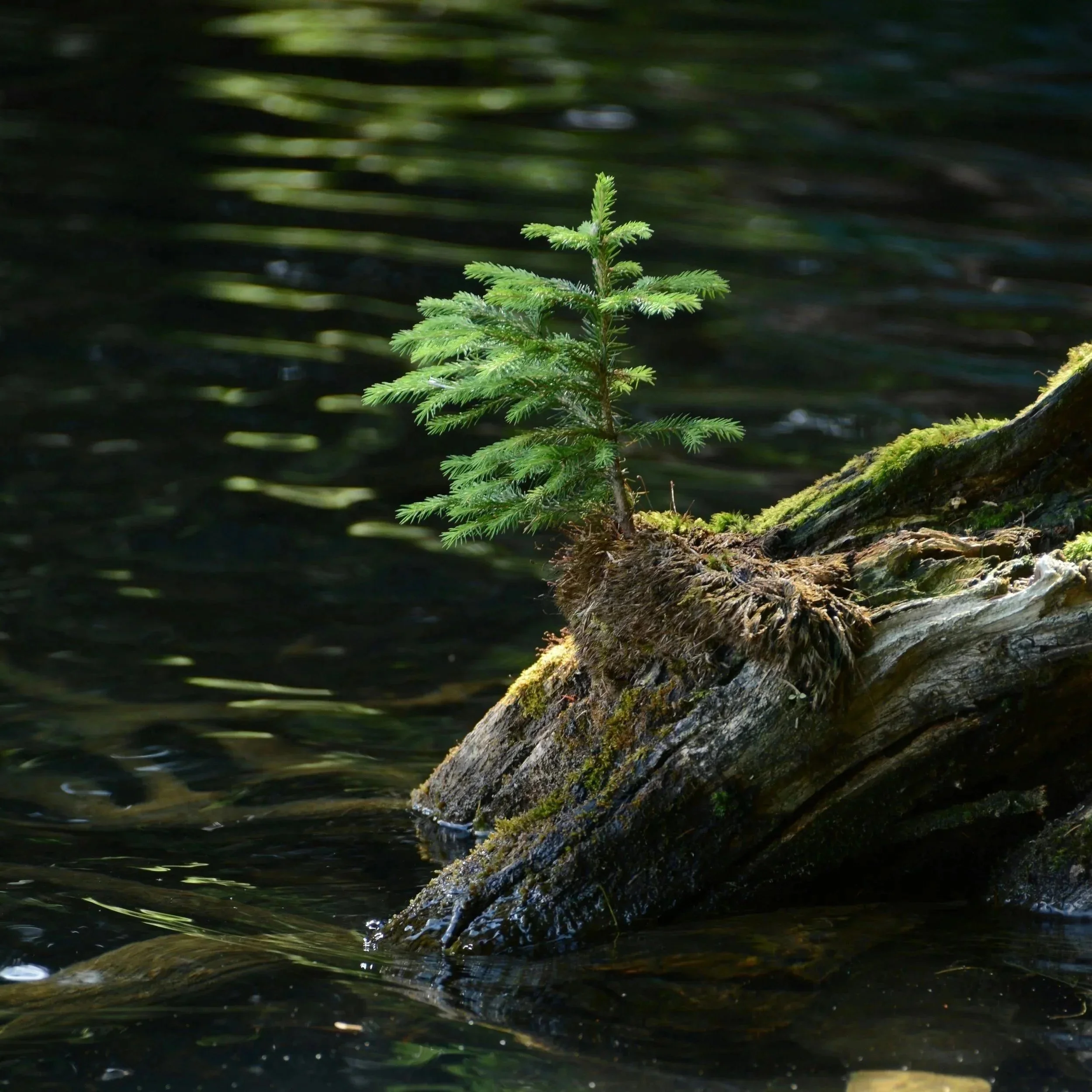 A small green evergreen tree grows on a moss-covered fallen log in a forest, with a dark water background.