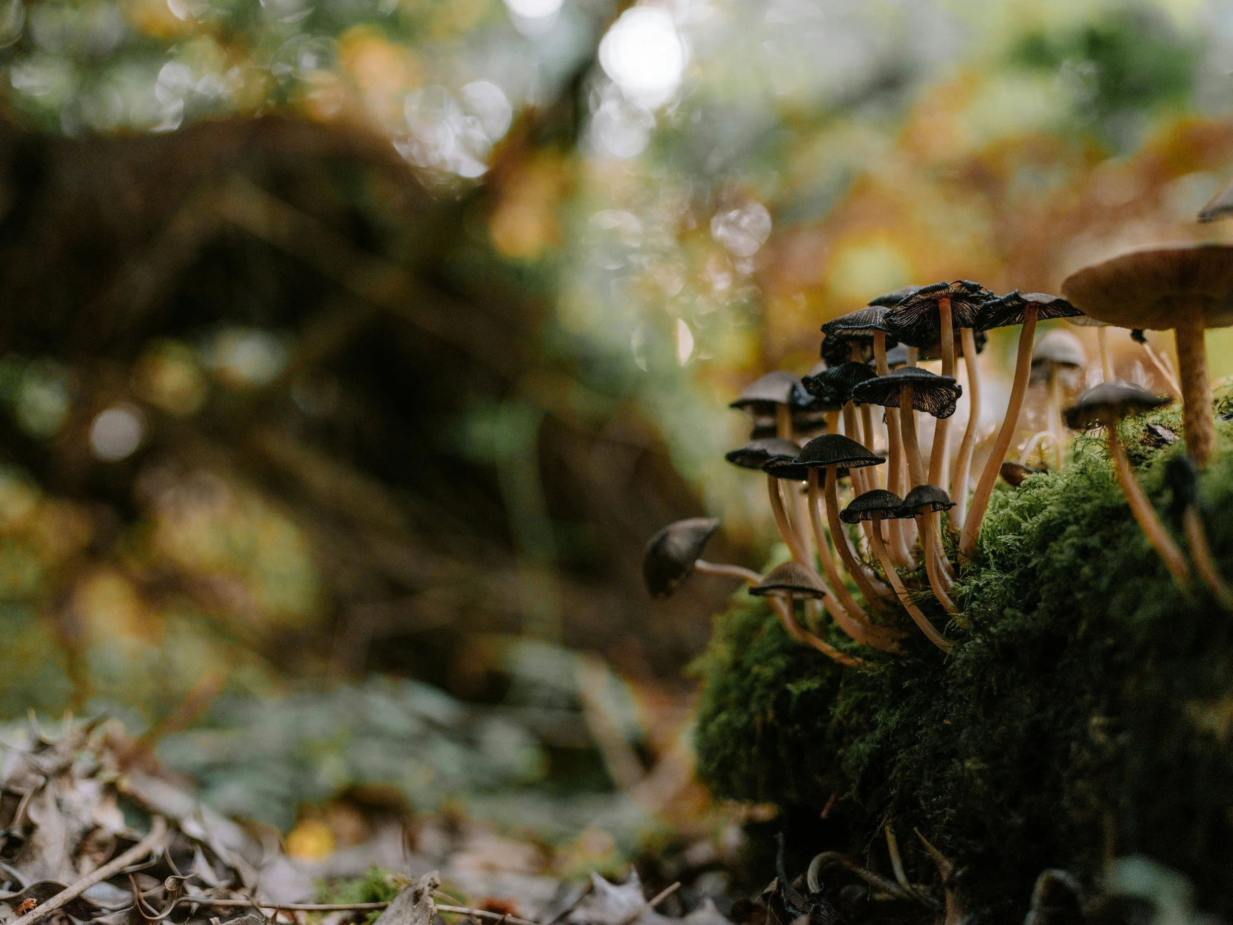 Close-up of small black mushrooms growing on moss-covered forest floor surrounded by fallen leaves and twigs.