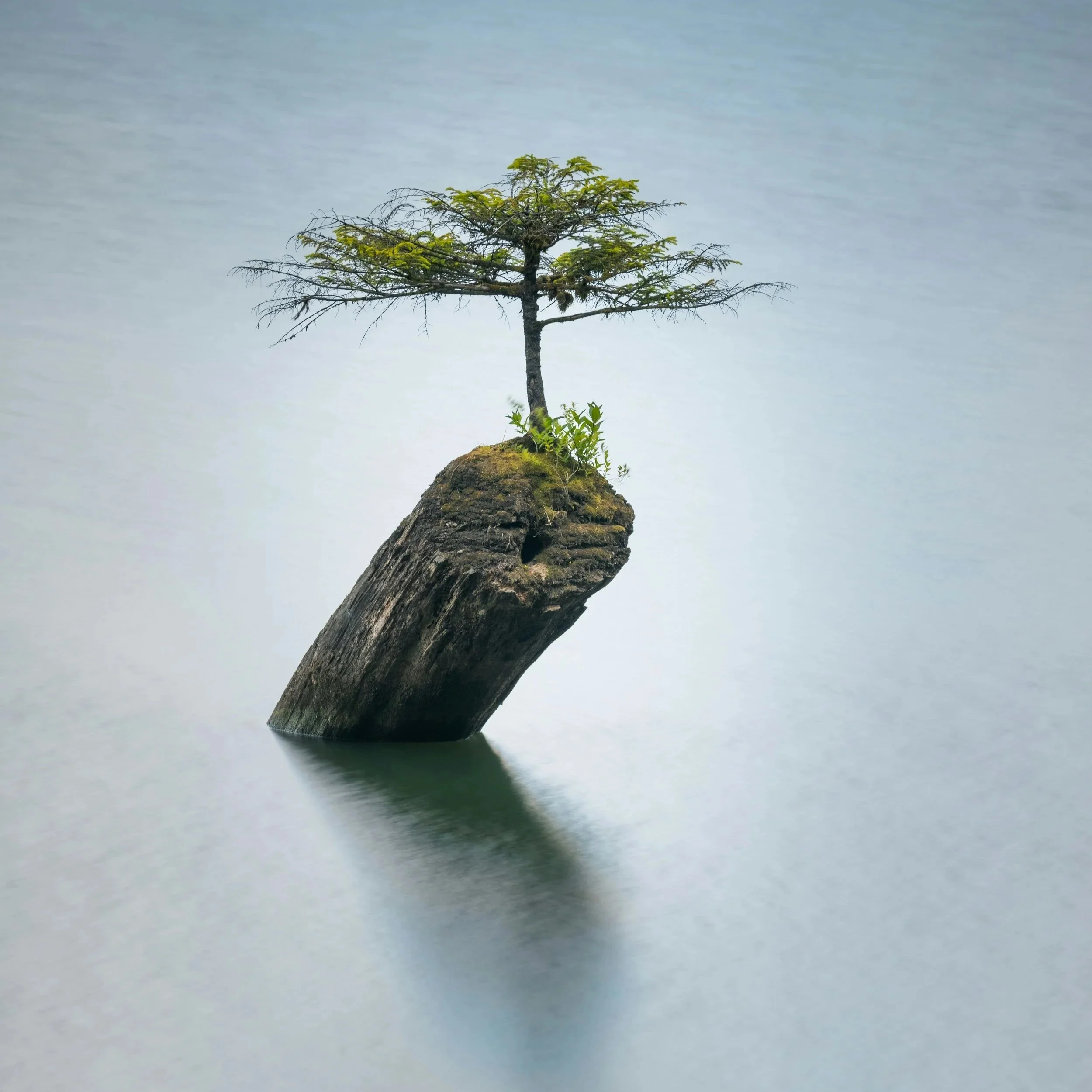 A small leafy tree growing on a rocky piece of land floating on a calm body of water with an overcast sky.