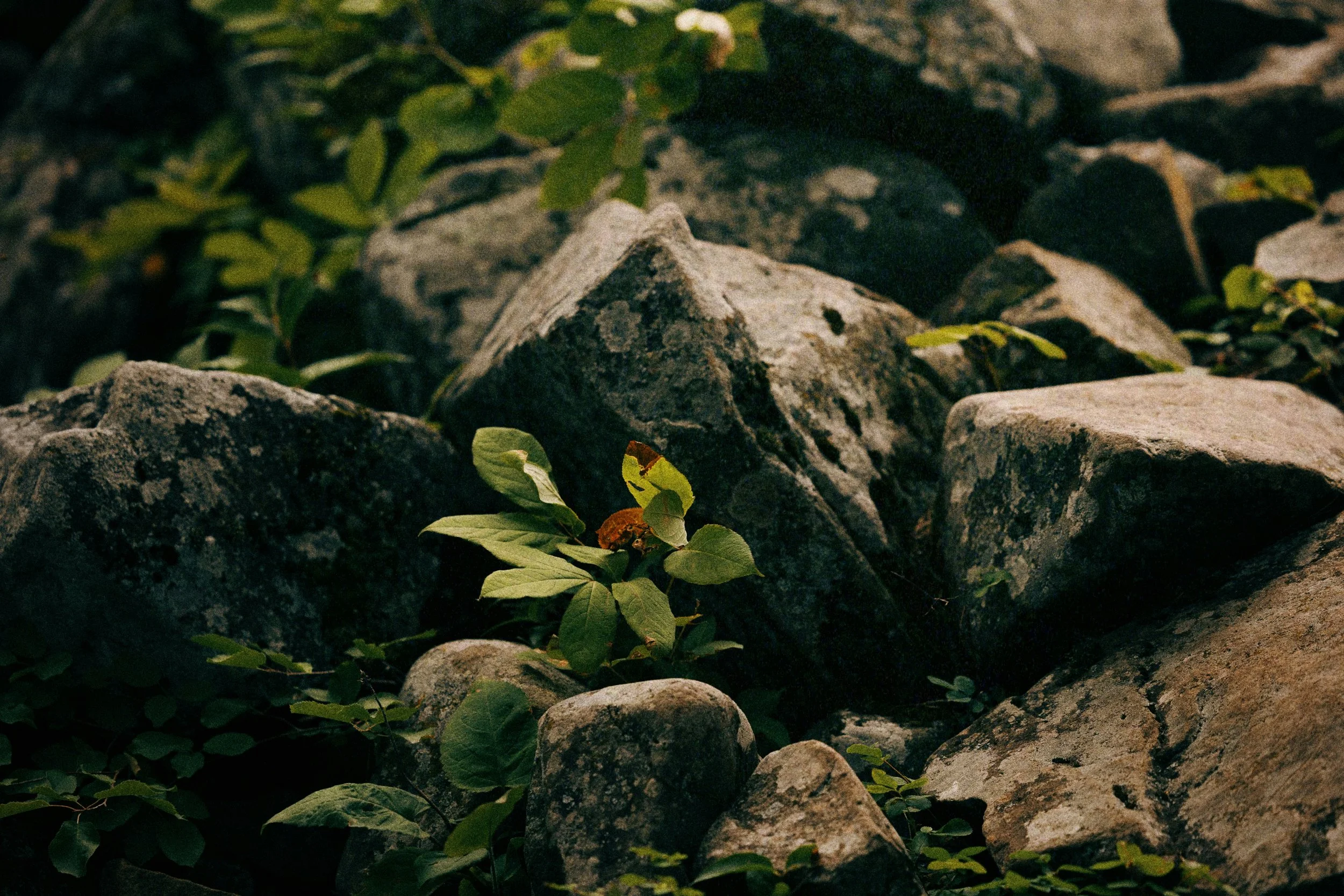 Close-up of a pile of rocks with some green leaves and small plants growing among them.