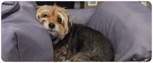Small dog curled up on gray cushions, looking at the camera