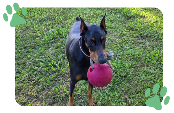 A black and tan dog holds a red ball in its mouth while standing on grass.