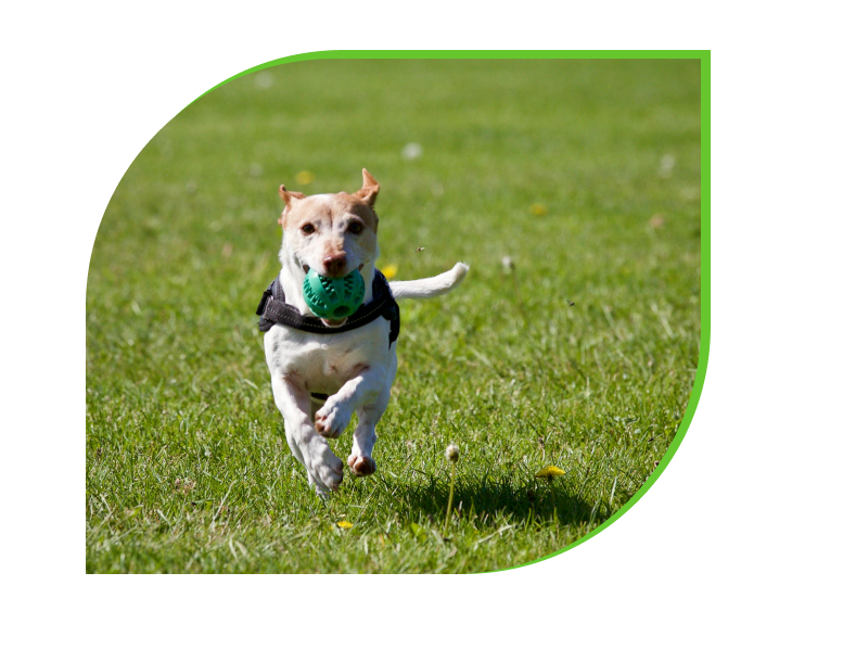 A small dog with a green ball in its mouth running on a grassy field.