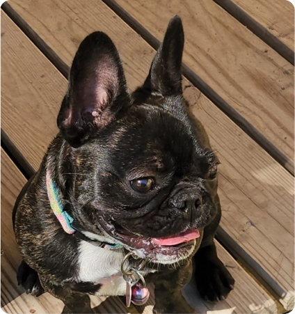 A small black and brindle French Bulldog sitting on a wooden deck, with one large ear up and the other flopped, tongue slightly out, wearing a colorful collar with tags.