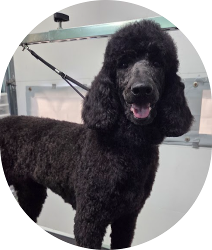 Black poodle dog standing indoors near a grooming station.