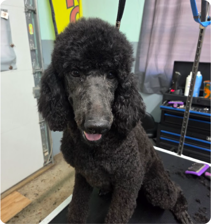 A black standard poodle sitting on grooming table in grooming salon