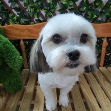Cute white dog with black ears sitting on wooden chair outdoors