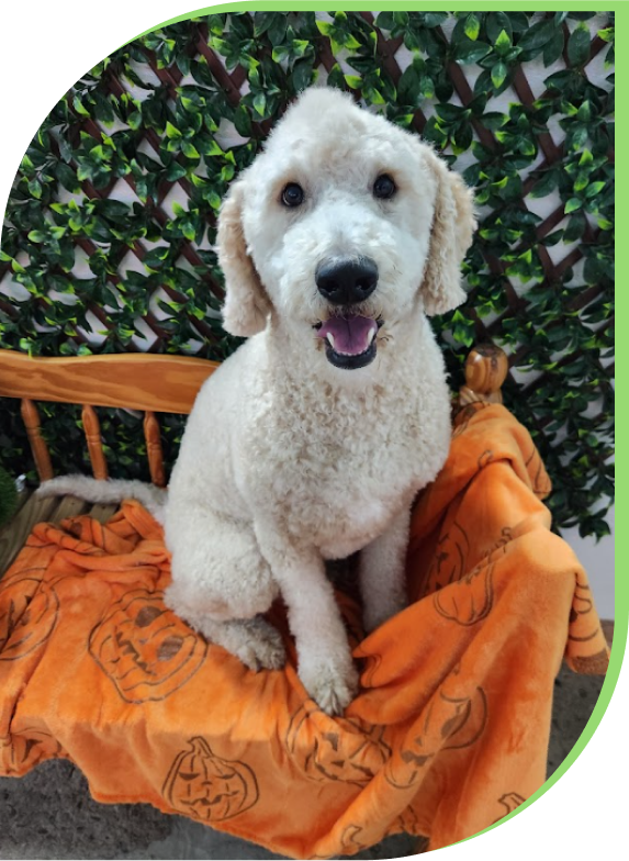 A fluffy white dog with curly fur sitting on a wooden bench covered with an orange blanket decorated with pumpkin faces, in front of a green leafy background.