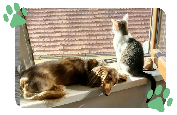 A brown dog and a white and black cat sitting on a windowsill, looking outside through a window with a roof visible outside.