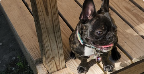 Small black and white French Bulldog sitting on a wooden deck.
