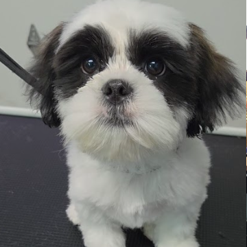 A small black and white puppy with big blue eyes, sitting on a black surface.