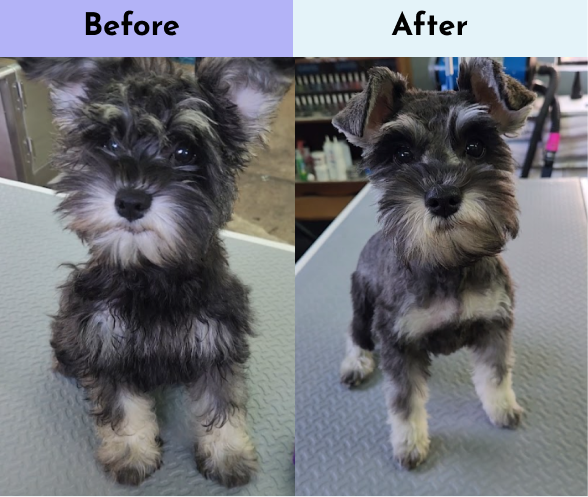 Comparison photo of a small dog before and after grooming, with the 'before' on the left and the 'after' on the right.