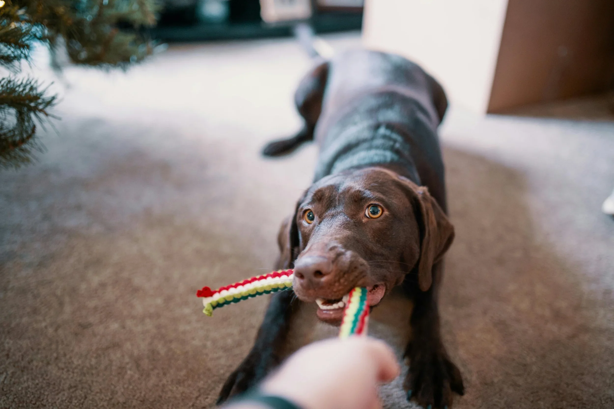 A brown puppy lying on the floor, playing with a colorful rope toy, with holiday decorations visible in the background.