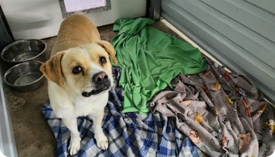 Dog standing inside a kennel with metal bowls, green blanket, and patterned blanket on the floor.