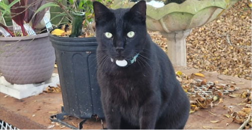 Black cat with a blue collar and white mouth sitting outdoors near potted plants and fallen leaves.