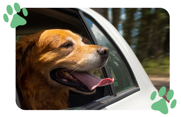 A happy dog with its head out of a car window, tongue hanging out, enjoying the breeze.