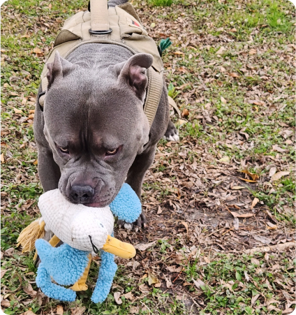 A gray pit bull wearing a backpack outdoors, holding a stuffed toy sheep in its mouth.