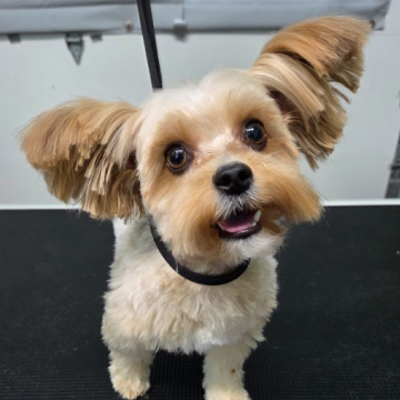 A small dog with large, floppy ears and a happy expression, standing on a grooming table.