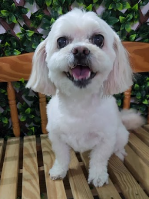 A small white dog with fluffy fur sitting on a wooden bench, smiling with an open mouth, in front of green foliage.