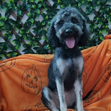 A cute black and gray puppy sitting on an orange Halloween-themed blanket with a jack-o'-lantern print, in front of a green leafy background.