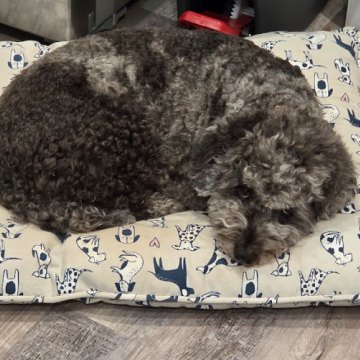 A large, curly gray dog lying on a patterned dog bed with blue and white dog illustrations.