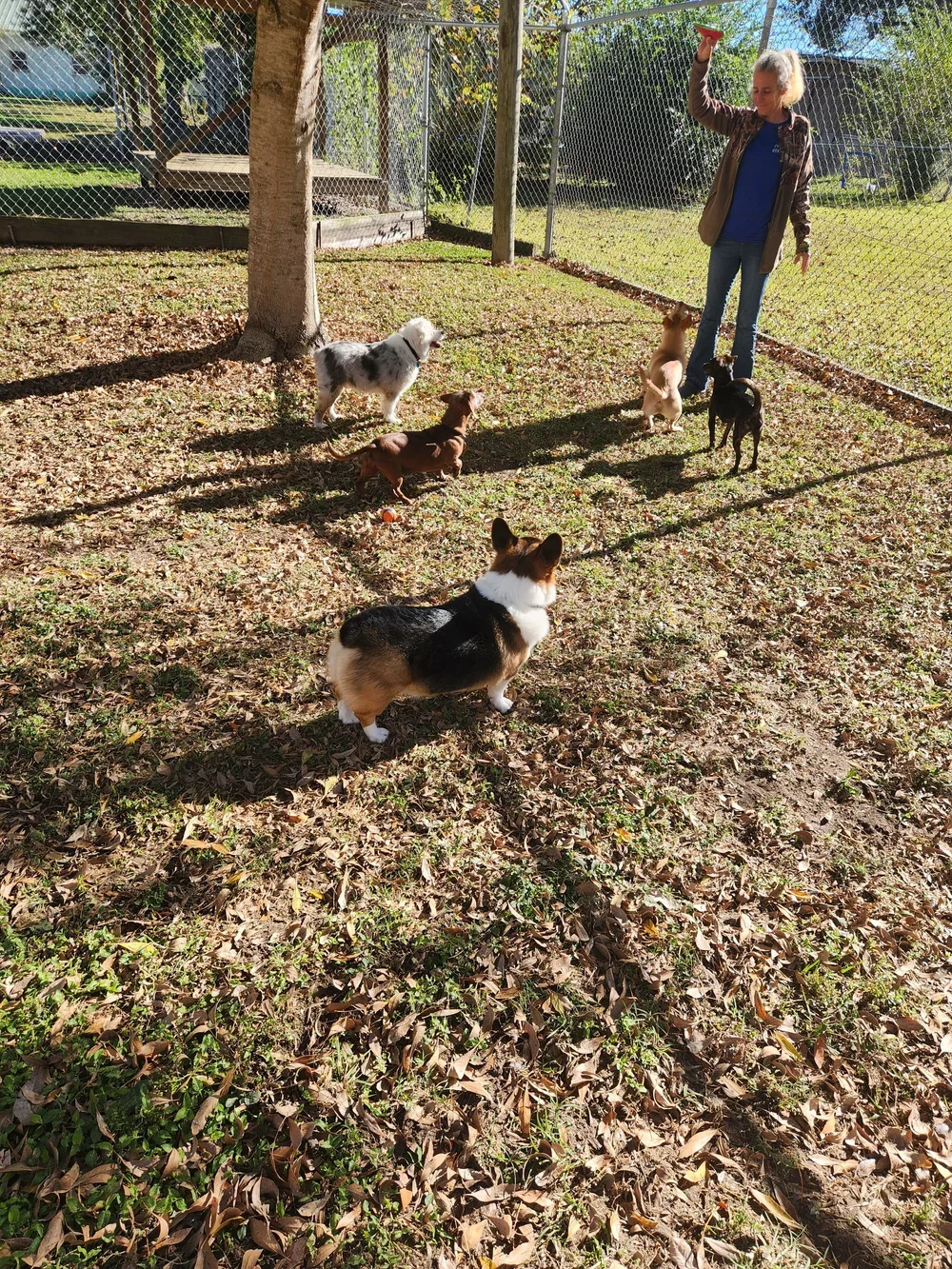 A woman in a brown jacket and blue shirt stands in a fenced yard with six dogs of various breeds, playing with a red ball. The yard has grass and fallen leaves, and there are trees and a picnic table in the background.