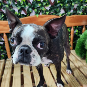 Close-up of a small Boston Terrier dog with big eyes, standing on a wooden deck with green plants and a wooden chair in the background.