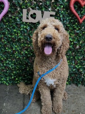 A happy, curly-haired brown dog with a blue leash, sitting in front of a green leafy background with a love sign in the background.