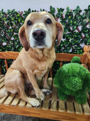 A brown dog sitting on a wooden bench surrounded by green plants and decorative bushes.