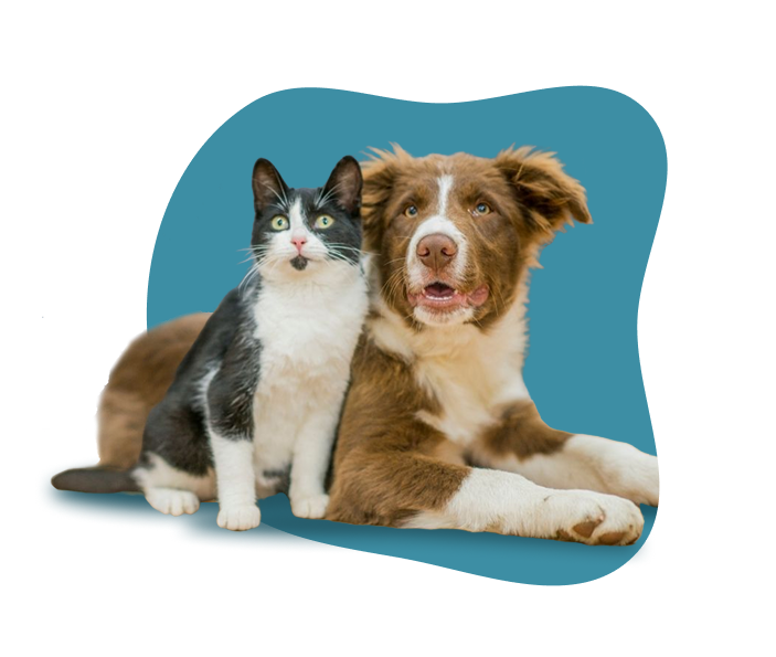 A black and white cat sitting next to a brown and white dog lying on a blue background.