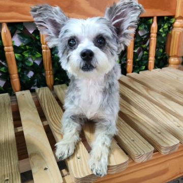 A small dog with gray and white fur sitting on a wooden bench with vertical wooden slats and a green leafy background.
